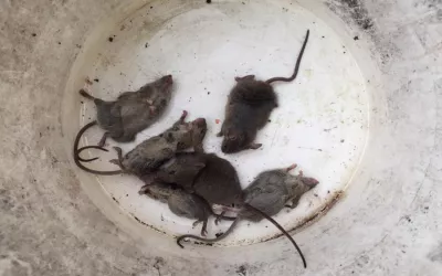 Уничтожение крыс на складе в Истре